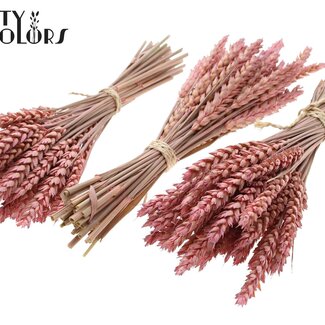 QC Boeket Gedroogde Mini Tarwe | Kleur: Frosted Roze | Triticum Droogbloemen | Lengte ± 25 centimeter | Per 10 bossen