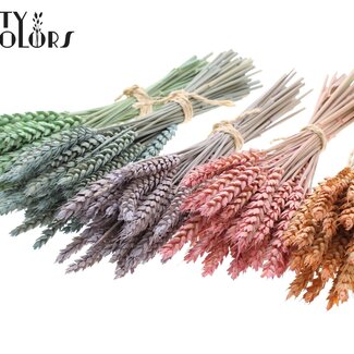 QC Boeket Gedroogde Mini Tarwe | Kleur: Frosted Gemengde Kleuren | Triticum Droogbloemen | Lengte ± 25 centimeter | Per 10 bossen
