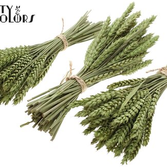 QC Bouquet de Mini Blé Séché | Couleur : Vert Clair | Triticum Fleurs Séchées | Longueur ± 25 centimètres | Par 10 bottes