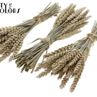 QC Strauß Getrockneter Mini-Weizen | Farbe: Frosted Weiß | Triticum Trockenblumen | Länge ± 25 Zentimeter | Pro 10 Bündel