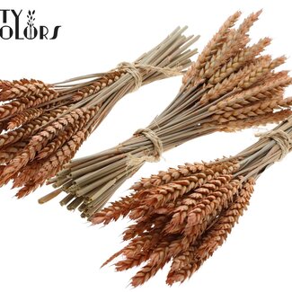 QC Dried Mini Wheat Bouquet | Colour: Frosted Salmon | Triticum Dried Flowers | Length ± 25 centimetres | Per 10 bunches