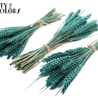 QC Strauß Getrockneter Mini-Weizen | Farbe: Frosted Türkis | Triticum Trockenblumen | Länge ± 25 Zentimeter | Pro 10 Bündel