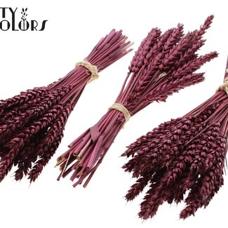 QC Bouquet of Dried Mini Wheat | Colour: Bordeaux Red | Triticum Dried Flowers | Length ± 25 centimetres | Per 10 bunches