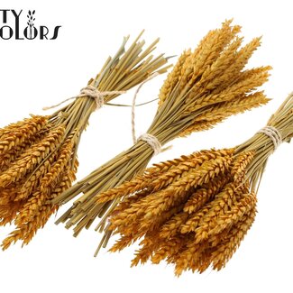QC Bouquet de Mini Blé Séché | Couleur : Abricot | Triticum Fleurs Séchées | Longueur ± 25 centimètres | Par 10 bottes