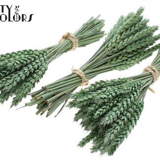 QC Dried Mini Wheat Bouquet | Colour: Frosted Mint Green | Triticum Dried Flowers | Length ± 25 centimetres | Per 10 bunches