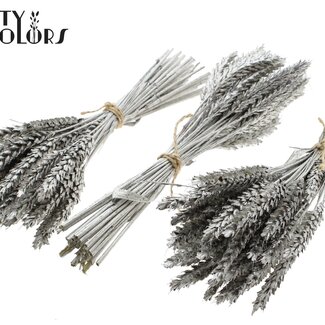 QC Bouquet of Dried Mini Wheat | Colour: Platinum | Triticum Dried Flowers | Length ± 25 centimetres | Per 10 bunches