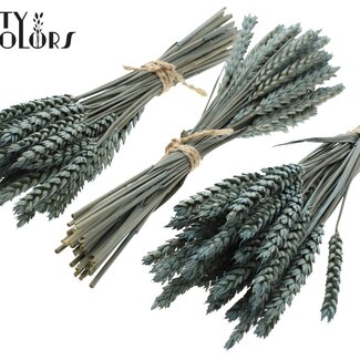 QC Bouquet de Mini Blé Séché | Couleur : Bleu Clair Givré | Fleurs Séchées Triticum | Longueur ± 25 centimètres | Par 10 bottes