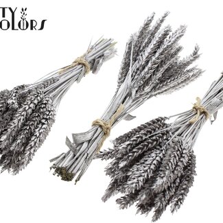 QC Bouquet of Dried Mini Wheat | Colour: Champagne | Triticum Dried Flowers | Length ± 25 centimetres | Per 10 bunches