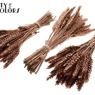 QC Dried Mini Wheat Bouquet | Colour: Copper | Triticum Dried Flowers | Length ± 25 centimetres | Per 10 bunches