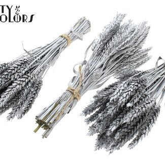 QC Dried Mini Wheat Bouquet | Colour: Silver | Triticum Dried Flowers | Length ± 25 centimetres | Per 10 bunches