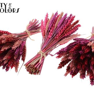 QC Dried Mini Wheat Bouquet | Love Mix | Colour: Mixed Colours | Triticum Dried Flowers | Length ± 25 centimetres | Per 10 bunches