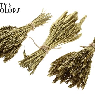 QC Boeket Gedroogde Mini Tarwe | Kleur: Goudkleurig | Triticum Droogbloemen | Lengte ± 25 centimeter | Per 10 bossen