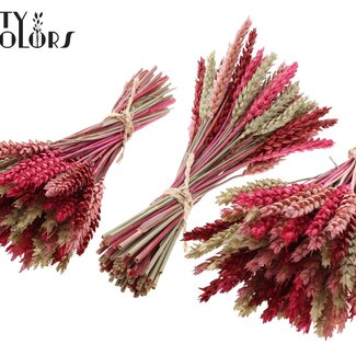 QC Dried Mini Wheat Bouquet | Lady Mix | Colour: Mixed Colours | Triticum Dried Flowers | Length ± 25 centimetres | Per 10 bunches