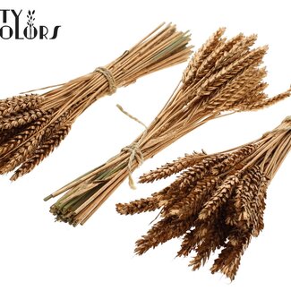 QC Dried Mini Wheat Bouquet | Antique Gold | Colour: Gold | Triticum Dried Flowers | Length ± 25 centimetres | Per 10 bunches