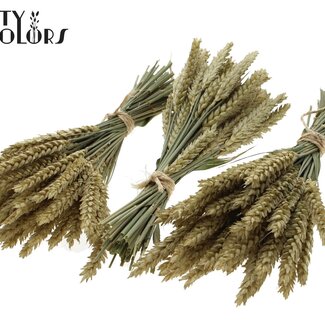 QC Boeket Gedroogde Mini Tarwe | Kleur: Naturel | Triticum Droogbloemen | Lengte ± 25 centimeter | Per 10 bossen