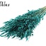 Gedroogde Wilde Haver | Kleur: Turquoise | Wilde Avena Droogbloemen | Lengte ± 70 centimeter | Gewicht 100 gram | Per bos
