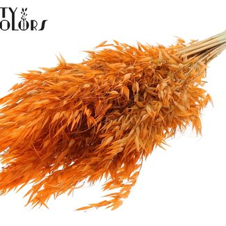 QC Gedroogde Wilde Haver | Kleur: Oranje | Wilde Avena Droogbloemen | Lengte ± 70 centimeter | Gewicht 100 gram | Per bos