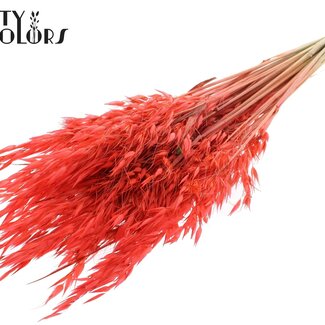 QC Getrockneter Wilder Hafer | Farbe: Korallenfarbe | Wilde Avena Trockenblumen | Länge ± 70 Zentimeter | Gewicht 100 Gramm | Pro Bund