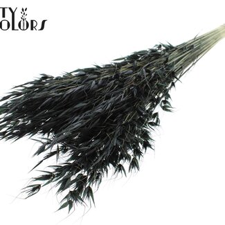 QC Getrockneter Wilder Hafer | Farbe: Schwarz | Wilder Avena Trockenblumen | Länge ± 70 Zentimeter | Gewicht 100 Gramm | Pro Bund