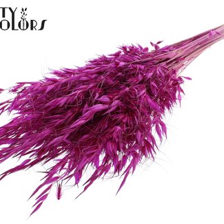 QC Avoine Sauvage Séchée | Couleur : Lilas | Fleurs Séchées Avena Sauvage | Longueur ± 70 centimètres | Poids 100 grammes | Par bouquet