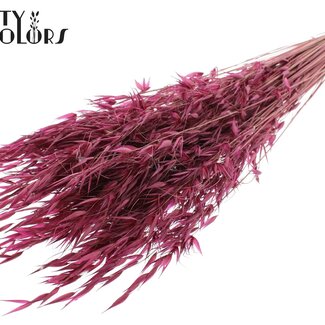 QC Dried Wild Oats | Colour: Bordeaux Red | Wild Avena Dried Flowers | Length ± 70 centimetres | Weight 100 grams | Per bunch