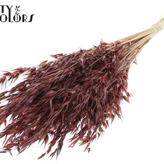 QC Avoine Sauvage Séchée | Couleur : Marron | Fleurs Séchées Avena Sauvage | Longueur ± 70 centimètres | Poids 100 grammes | Par bouquet