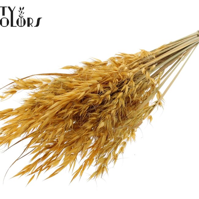 Gedroogde Wilde Haver | Kleur: Abrikooskleurig | Wilde Avena Droogbloemen | Lengte ± 70 centimeter | Gewicht 100 gram | Per bos