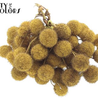 QC Kleine Bal op stok | Kleur: Geel | Small Ball Bijsteker | 10 bijstekers per bos | Per 5 bossen