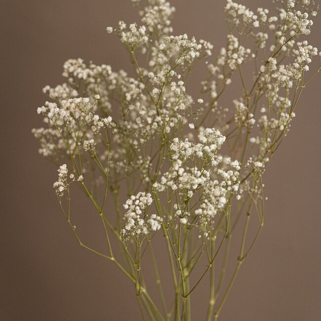 Gypsophile blanche naturelle séchée | Gypsophile séchée | Longueur ± 65 centimètres | Par 5 branches