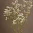 Natural White Gypsophila Dried Flowers | Dried Baby's Breath | Length ± 65 centimetres | Per 5 stems