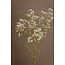 Natürliche weiße Gypsophila Trockenblumen | Getrocknetes Schleierkraut | Länge ± 65 Zentimeter | Pro 5 Zweige