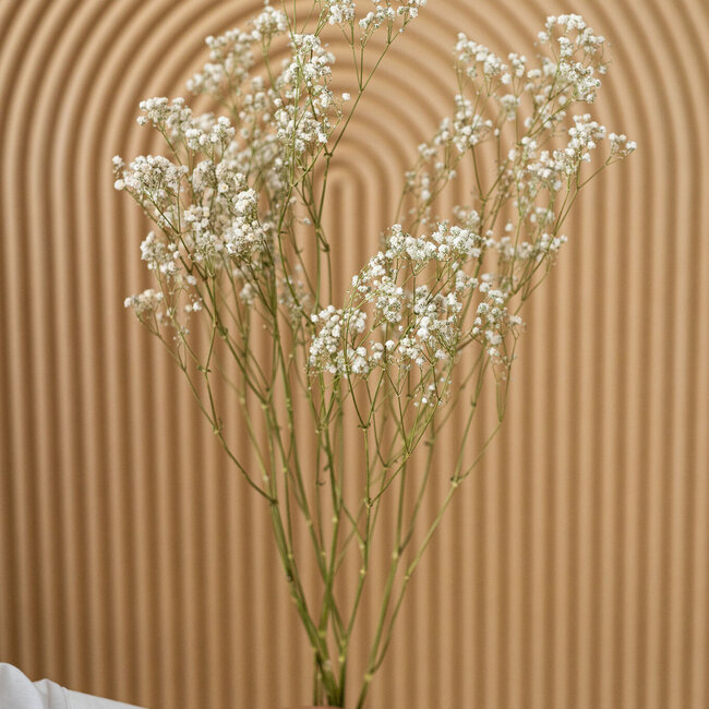 Natural White Gypsophila Dried Flowers | Dried Baby's Breath | Length ± 65 centimetres | Per 5 stems