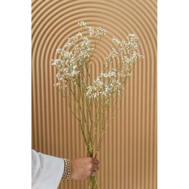 Natürliche weiße Gypsophila Trockenblumen | Getrocknetes Schleierkraut | Länge ± 65 Zentimeter | Pro 5 Zweige