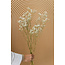 Gypsophile blanche naturelle séchée | Gypsophile séchée | Longueur ± 65 centimètres | Par 5 branches