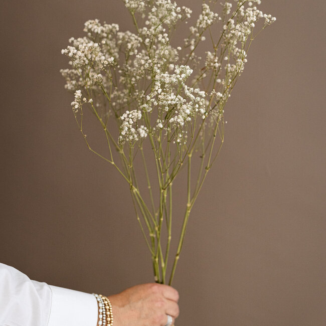 Gypsophile blanche naturelle séchée | Gypsophile séchée | Longueur ± 65 centimètres | Par 5 branches