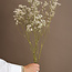 Naturel Witte Gypsophila droogbloemen | Gedroogd Gipskruid | Lengte ± 65 centimeter | Per 5 takken