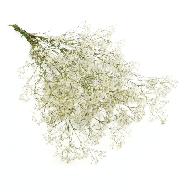 Naturel Witte Gypsophila droogbloemen | Gedroogd Gipskruid | Lengte ± 65 centimeter | Per 5 takken