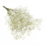 Natural White Gypsophila Dried Flowers | Dried Baby's Breath | Length ± 65 centimetres | Per 5 stems