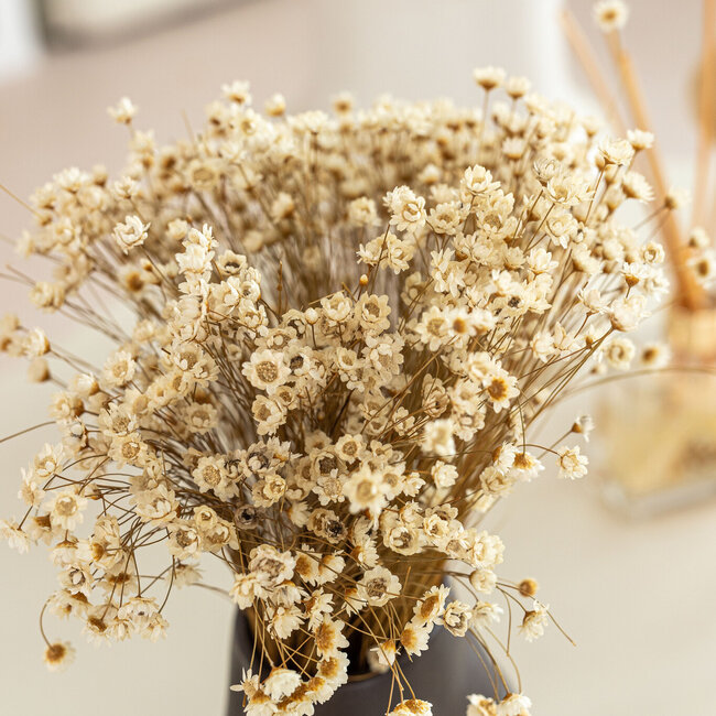 Wit naturelle Glixia droogbloemen | Lengte ± 50 centimeter | Gewicht ± 50 gram