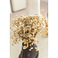 White natural Glixia dried flowers | Length ± 50 centimetres | Weight ± 50 grams