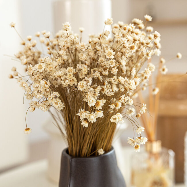 White natural Glixia dried flowers | Length ± 50 centimetres | Weight ± 50 grams