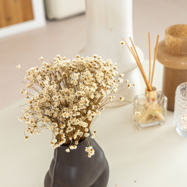 Wit naturelle Glixia droogbloemen | Lengte ± 50 centimeter | Gewicht ± 50 gram