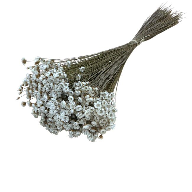 Glixia fleurs séchées naturelles blanches | Longueur ± 50 centimètres | Poids ± 50 grammes