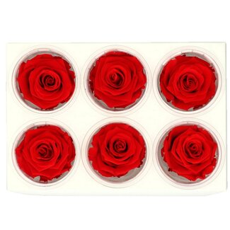 4A Rose préservée | Couleur : Rouge | Diamètre 6 centimètres | Par 6 roses