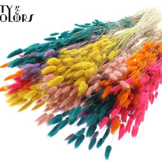 QC Queues de lièvre séchées | Two Tone Candy Spectrum | Couleur : Couleurs mélangées | Fleurs séchées Lagurus Ovatus | Longueur ± 60 centimètres | Par bouquet