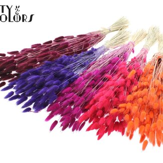 QC Gedroogde Hazenstaartjes | Sunset Berry Mix | Kleur: Gemengde Kleuren | Lagurus Ovatus droogbloemen | Lengte ± 60 centimeter | Per bos