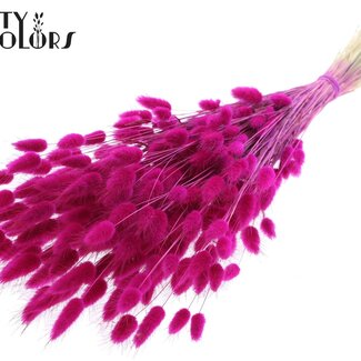 QC Queues de lièvre séchées | Couleur : Lilas | Fleurs séchées Lagurus Ovatus | Longueur ± 60 centimètres | Par bouquet