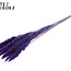 Gedroogde Fluffy Pampas Pluimen | Kleur: Paars | Pampas Droogbloemen | Lengte ± 70 centimeter | 10 pluimen per bos