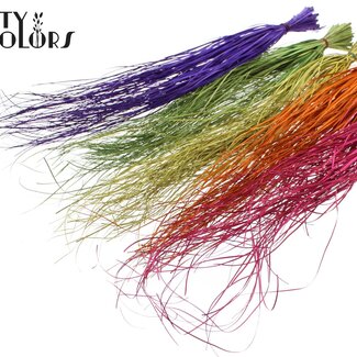 QC Gedroogd Berengras | Kleur: Diverse kleuren | Xerophyllum | Lengte ± 60 centimeter | Per 20 bossen