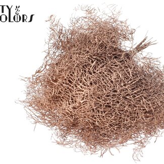 QC Fougère de Corail Préservée | Couleur : Cuivré | Gleichenia Dicarpa | 10 tiges par bouquet | Par 30 bouquets